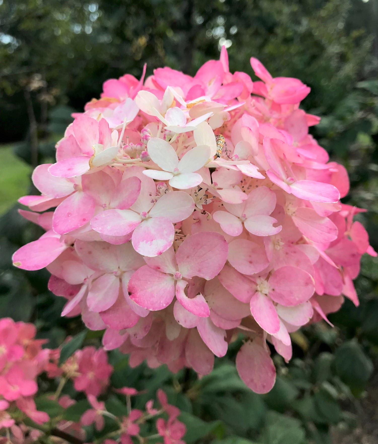 fire light hydrangeajpg